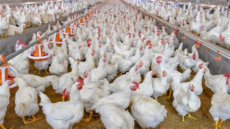 New Undercover Investigation Reveals Costco Chickens Suffer Extreme Cruelty One Green Planet