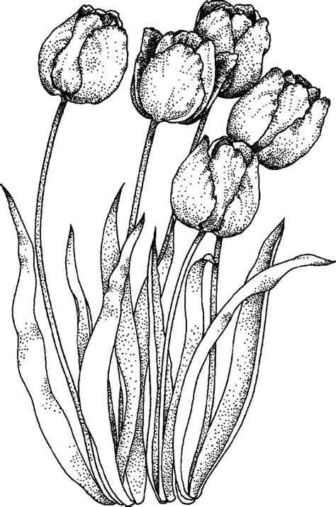 Foil, translucent, fuzzy, artist paper. Download High Quality Nature clipart coloring sheet ...