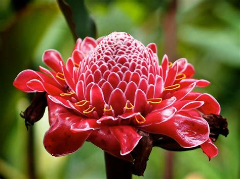 They cannot tolerate freezing temperatures except very briefly. How to Grow and Care for Torch Ginger (Etlingera elatior ...
