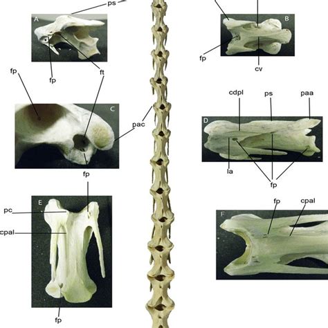 Dorsal View Of The Dissected Ostrich Neck With Dissection Captions A