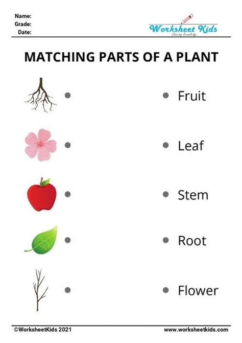 Match The Parts Of Plants For Kids Activity Worksheets Planting For