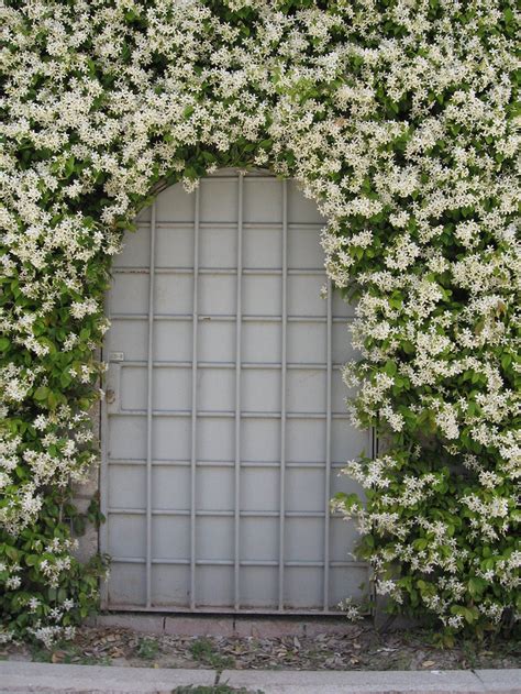 An Arch Covered In White Flowers On The Side Of A Building Next To A Fire Hydrant