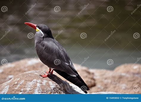 Inca Tern Bird Stock Photo Image Of Education Ornithology 15493052