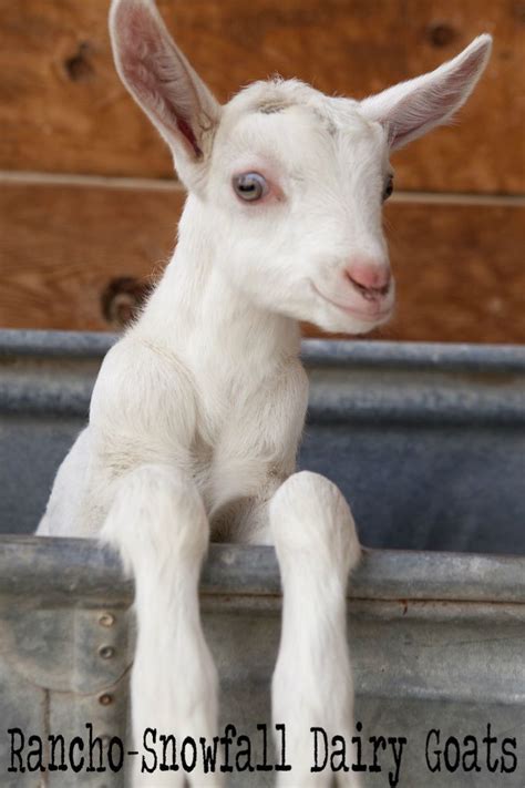 Baby Saanen Dairy Goat Cute Goats Baby Animals Dairy Goats