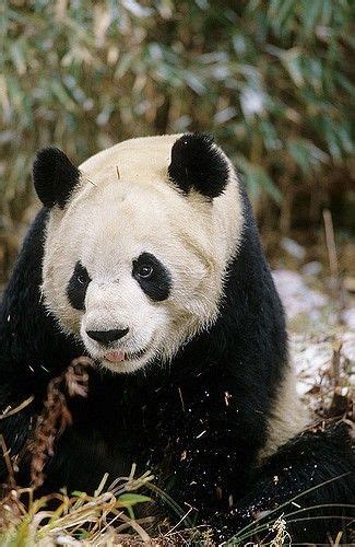 Pin By Patnida Panda On 1 Wolong Nation Nature Reserve Giant Pandas