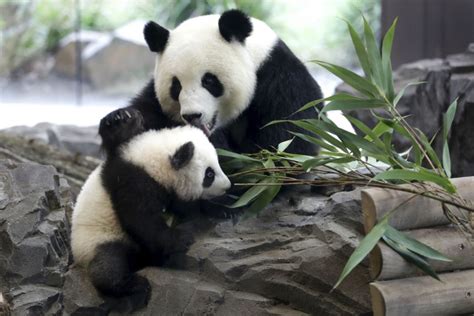Berlins Zoo Panda Twins Won Everyones Heart With Adorable Public Debut