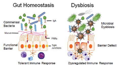 Gut Homeostasis Microbial Dysbiosis And Opioids Semantic Scholar