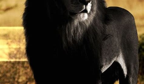 Black Lion Looks Amazing Black Lion Lions And Melanistic Lion