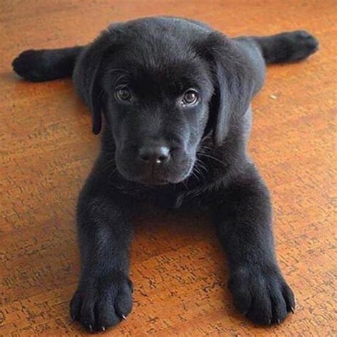 Black Puppies Are The Most Beautiful Dogs In The World 😍 Lab Puppies