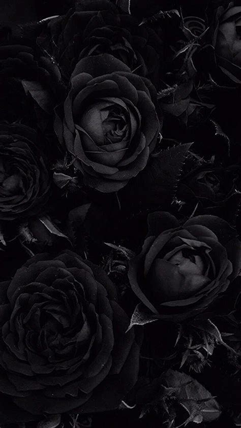 Wallpaper Aesthetic Black Rose Download Free Mock Up