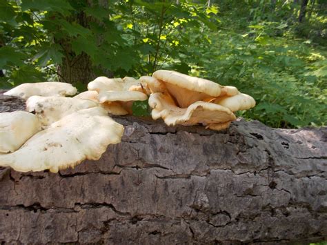 Upper Michigan Finds Mushroom Hunting And Identification Shroomery