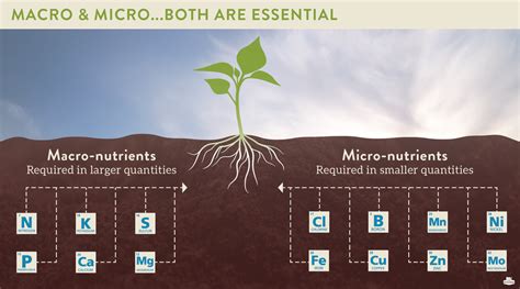 Essential Soil Nutrients What Plants Need