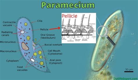 Do Paramecium Have A Cell Wall The Pellicle Explained Outlife Expert