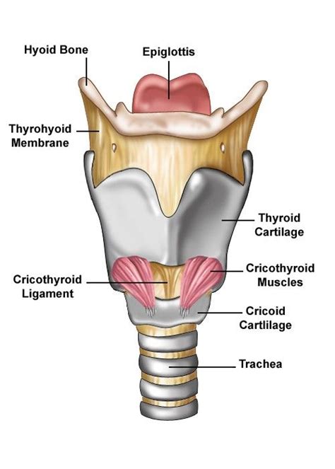 Anterior View Of Larynx Slp Speech Pathology Speech Language