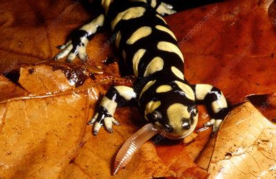 Barred Tiger Salamander Stock Image Z Science Photo Library