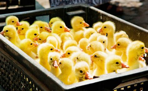 Does Tractor Supply Sell Ducks All You Should Know Primeinvestas