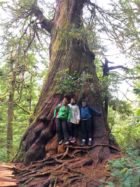 Hiking The Big Tree Trail On Meares Island Happiest Outdoors