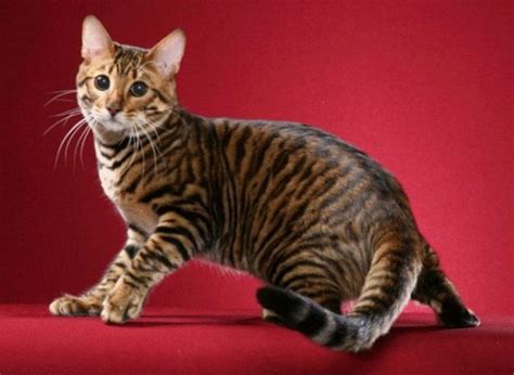 Toygers The Toy Tigers Of The Cat World Domestic Cat Cats Cat Breeds
