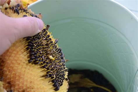 How To Harvest Sunflower Seeds For Planting Roasting And