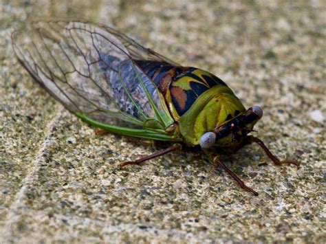 Each population of cicadas that emerges in the same year is called a brood. Insect Cicadas