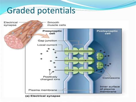 Ppt Resting Membrane Potential And Action Potential Powerpoint