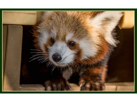 Red Panda Exhibit Opens At Elmwood Park Zoo In Norristown Norristown