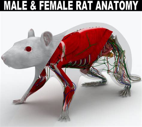 Male And Female Rat Anatomy Bioleap