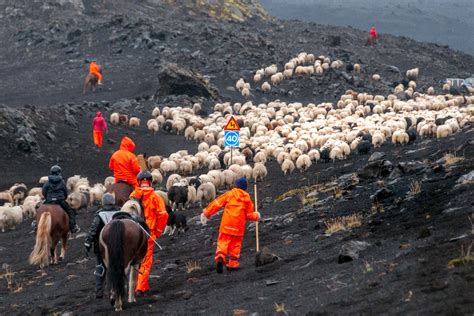A Sheep Round Up Experience With Local Farmers In Iceland Equus Journeys