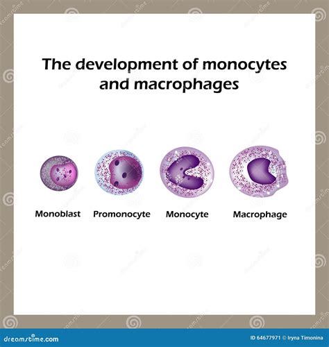 The Development Of Monocytes And Macrophages Infographics Stock Vector