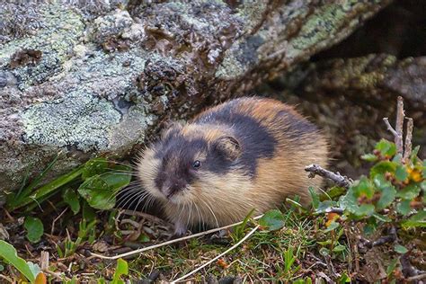 Lemming Animal Facts For Kids Characteristics And Pictures