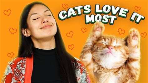 13 Things Cats Love Most 😻 Youtube