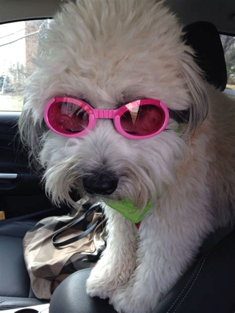 Emma Wearing Her Doggles Cute Dogs Oval Sunglass Style