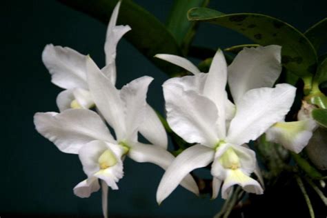 Bela Vista Orchids Cattleya Nobilior