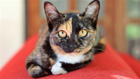 Calico Cat Calico Cat Breeds The Tri Color And Gorgeous Cats In