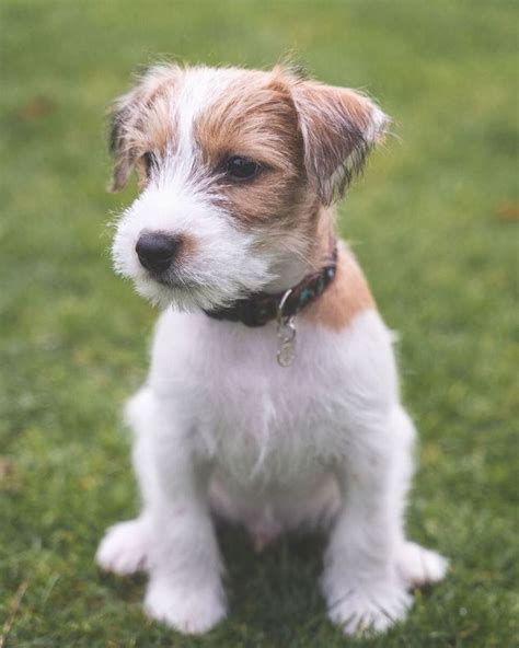Parson Russell Terrier Luke On Instagram “was Mag Ihm Wohl Hier
