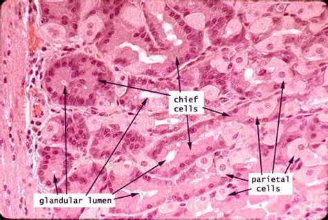 Histology At Siu