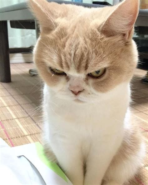 Cute Angry Cat Pictures Guarurec
