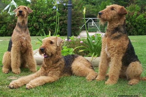 Airedale Terrier Puppies Rescue Pictures Information Temperament