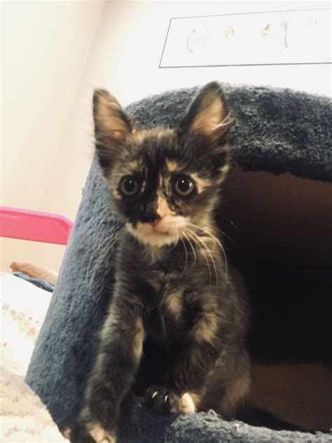 Adopt Harmony on | Small kittens, Pet adoption, Pets