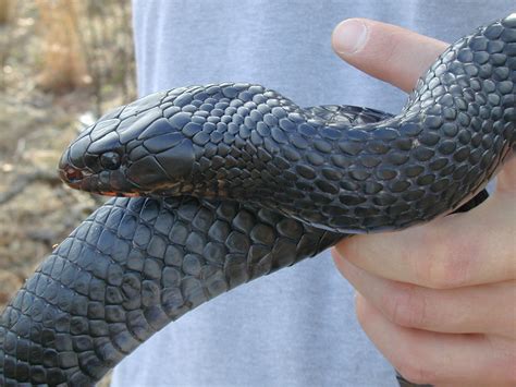 Venomous Black Indigo Snake