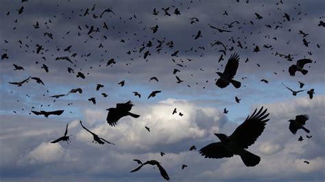 crows are they scary or just scary smart short wave npr