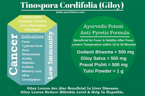 Giloy Benefits Uses And Side Effects Ayur Times