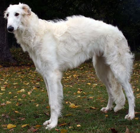 Borzoi All Big Dog Breeds