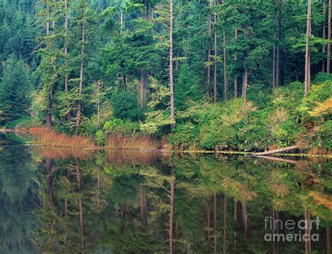 Lake Temperate Rainforest Reflectionnear Florence Oregon Photograph By