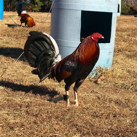 Pin en Gamefowl