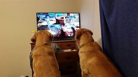 Watching Tv Is Bad For Children But Is It Also Bad For Dogs Golden