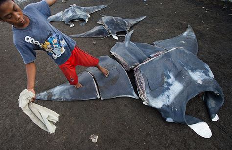 Manta Ray Being Driven To Extinction By Chinese