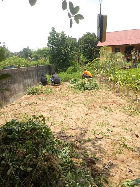 Cara menanam kacang tanah hingga panen. Cara Tanam Kacang Style Bapa Mertua Agar Tak Dimakan ...