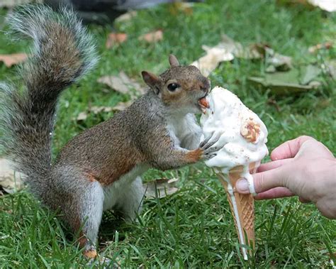 Top Secret Tips For Feeding Squirrels In Your Backyard