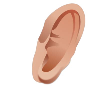Ear With Transparent Background Clip Art Library